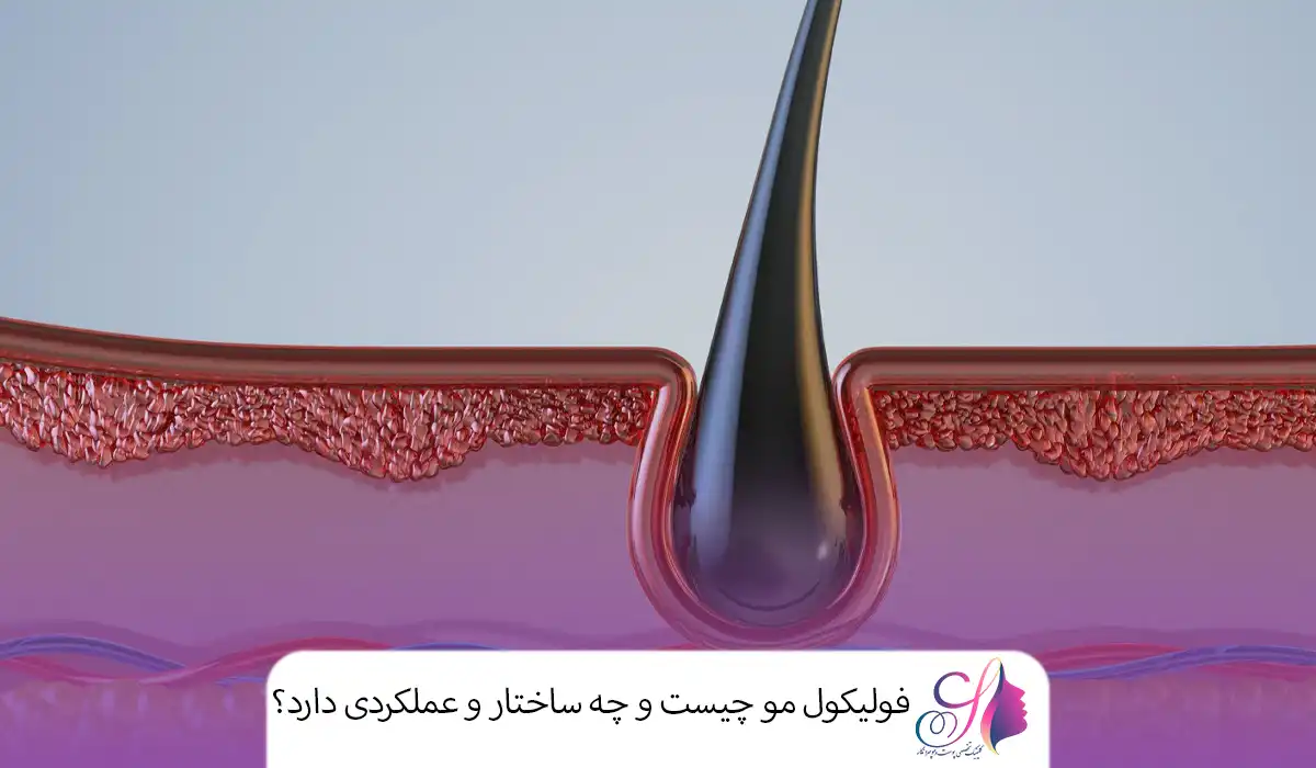 فولیکول مو چیست و چه ساختار و عملکردی دارد؟